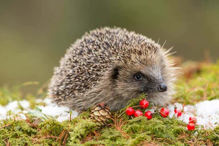 Igel überwintern im Garten So machen Sie richtig Platz für Igel im Winter!