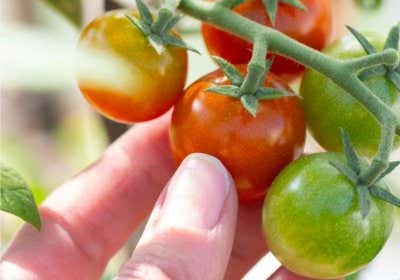 Tomaten im Winter: Gewächshaus & Co. – so können Tomaten überwintern