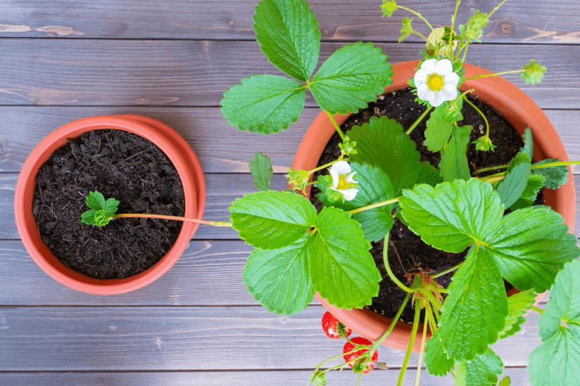 Erdbeeren im Topf