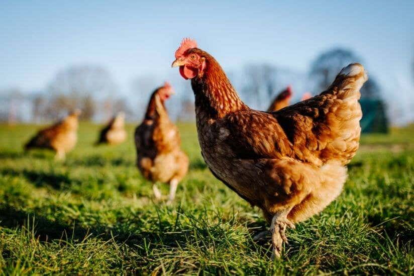 Huhn im Garten 