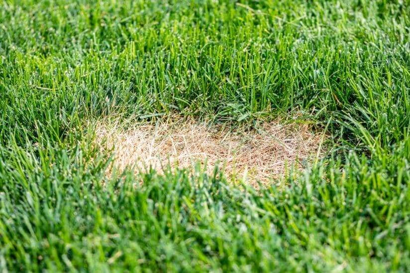 Rasen kahle Stellen Tipps zum Ausbessern von kahlen Stellen im Rasen